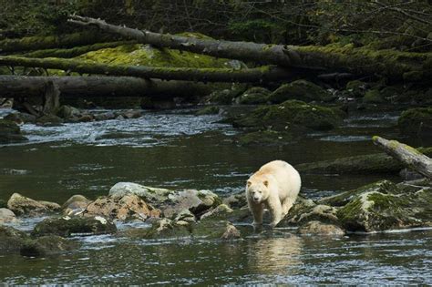 Landmark Deal Protects British Columbias Great Bear Rainforest From