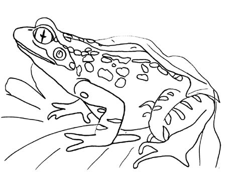 March 14, 2021october 11, 2020 by coloring. Frogs coloring pages to download and print for free