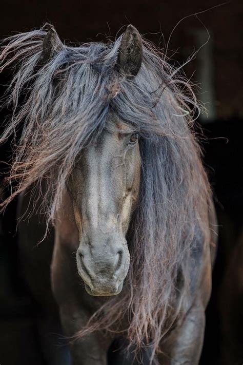 Coldbrook Friesians Brian Musson Photography Pretty Horses Beautiful
