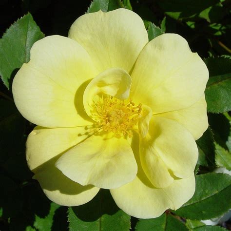 Sunny Knock Out Rose Bright Yellow Blooms — Plantingtree