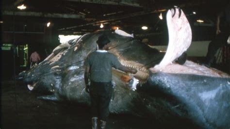Flensing The Whale This Photo Taken In 1965 Shows Worker Flickr