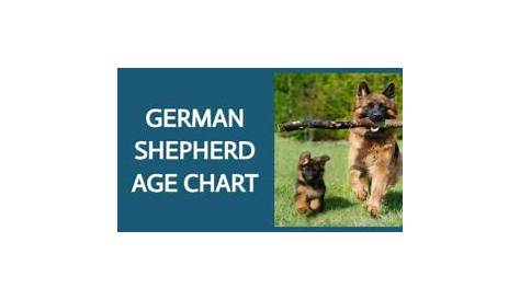 german shepherd age chart