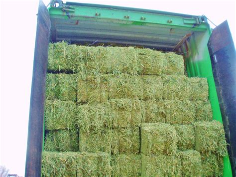 Alfalfa Quality Extra Bale 36 Kg Buy Alfalfa Hay Bales For Sale