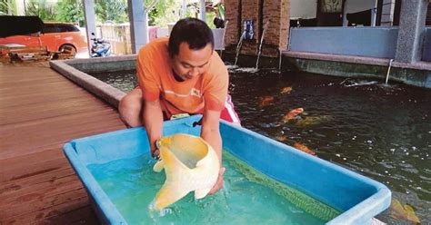 Man Sells Off Land To Buy Prized Koi New Straits Times