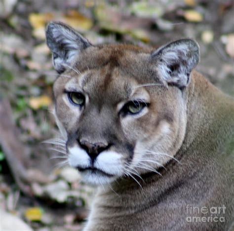Cougar Head Photograph By Connie Mueller Fine Art America
