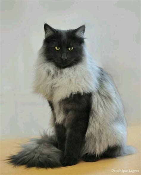 50 Most Beautiful Norwegian Forest Cat Photos And Images