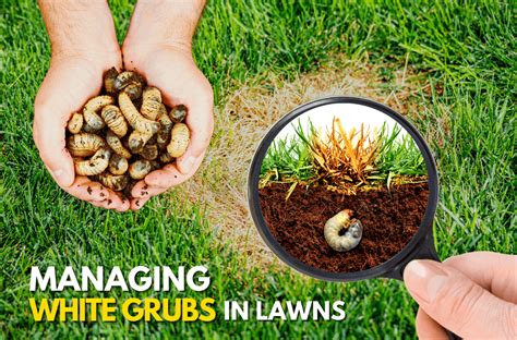 Managing White Grubs In Lawns Experigreen