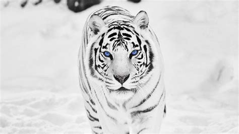 White Tiger Laptop Wallpapers Top Free White Tiger Laptop Backgrounds