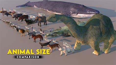 Animal Size Comparison 3d Biggest Animal Youtube