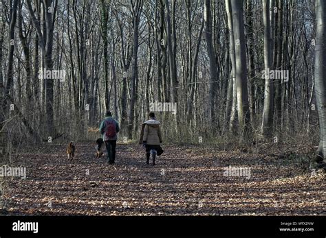 Vista Trasera De La Gente Con Perros Caminando En El Camino En Medio De Los árboles En El Bosque