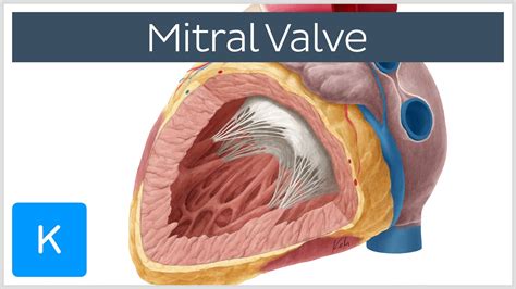 Mitral Valve Anatomy Function And Area Human Anatomy Kenhub Youtube