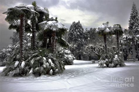 Palm Trees With Snow Photograph By Mats Silvan Fine Art America