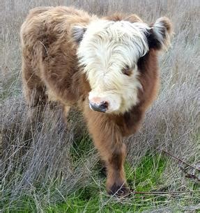 Find what you are looking for or create your own ad for free! Mini Cows For Sale | Miniature Cows For Sale | Lovable ...