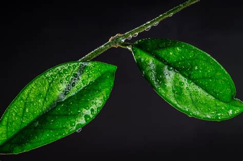 Closeup Foliage Drops Green Nature Wallpapers Hd Desktop And