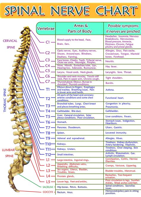 Spinal Nerve Chart Print 5x7 Etsy Nerve Anatomy Spinal Nerves