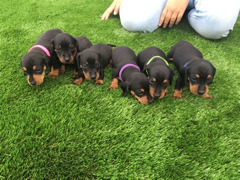 Get a boxer, husky, german shepherd, pug, and more on kijiji, canada's #1 local 5 beautiful true miniature dachshund puppies looking for their new forever loving homes! Miniature dachshund puppies for sale | Norwich, Norfolk ...