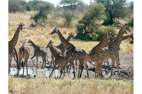 Heavy Necking New Insights Into The Sex Life Of Giraffes
