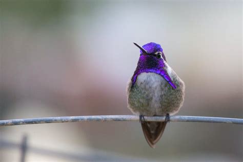 Focus Photography Of Flying Hummingbird · Free Stock Photo
