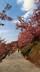 〈中華旅遊〉恩愛農場櫻花綻放 彷彿置身日本