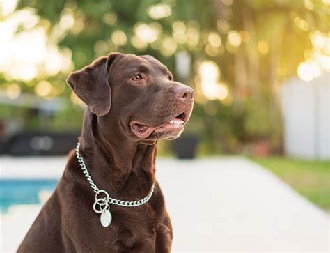 Interesting Facts About Chocolate Lab You Probably Didnt Know