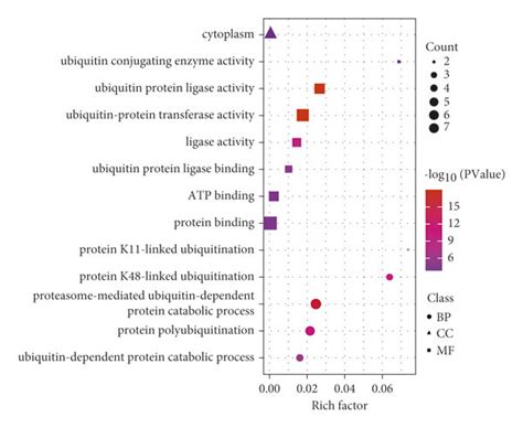 The Circrna Mirna Hub Gene Regulatory Subnetwork And Functional Download Scientific Diagram