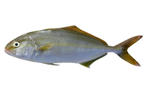 Seriola Dumerili Fish Greater Amberjack Stock Photo Download Image
