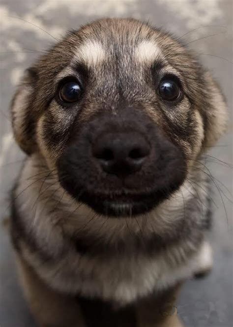 Cute Overload German Shepherd Puppy Cute Eyes