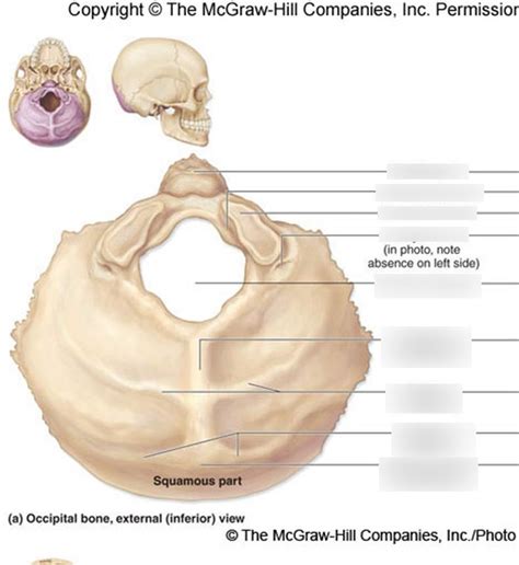Axial Skeleton Occipital Bone Diagram Quizlet