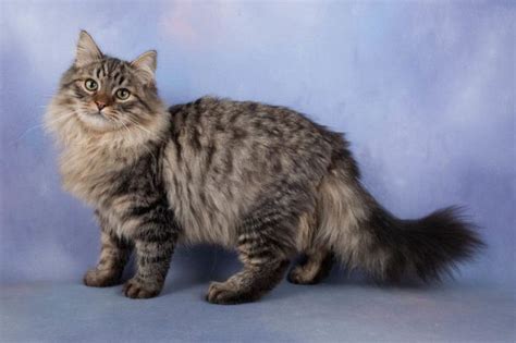 20 Most Popular Long Haired Cat Breeds Samoreals Long Hair Cat