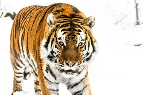 Siberian Tiger Expedition Russia Voygr Expeditions