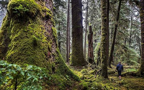 Top 5 Places To Experience The Rainforest In Bc Explore Bc Super