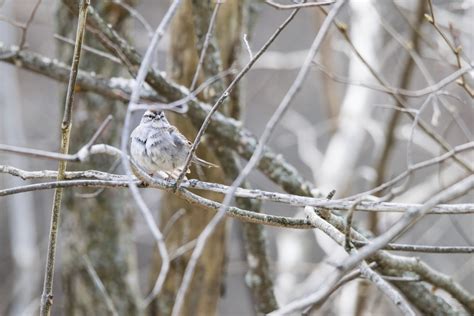Free Images Branch Snow Winter Frost Ice Hawk Owl Season
