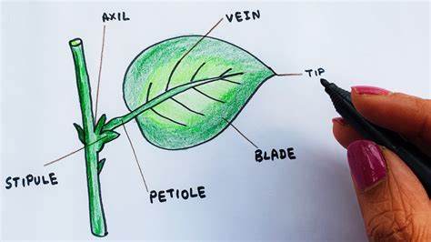 How To Draw A Leaf Parts Of A Leaf With Labels Diagram Youtube
