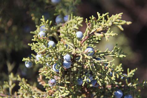 Juniperus Horizontalis Plant Ototeknologi