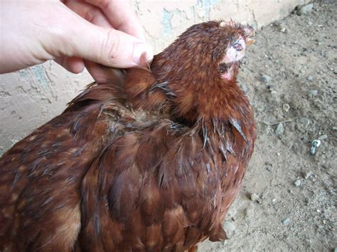 Chickens may not be humans. Very sick chicken with foamy eyes, help! (Pics)