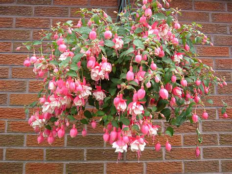 Best Flowers For Hanging Baskets Hanging Baskets Plants And Flowers