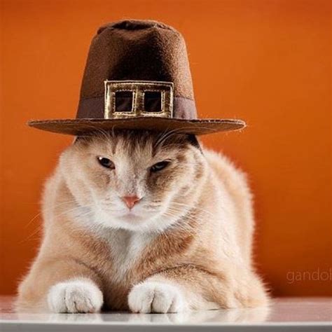 Funny Cat Thanksgiving Pictures Cat Mania