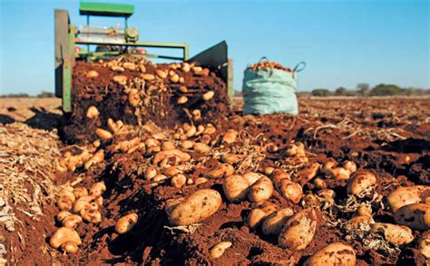 ‘quality Drives Demand Sa Potato Farmer Of The Year