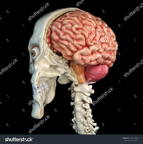 Human Skull Mid Sagittal Crosssection Brain Stock Illustration 1359108956