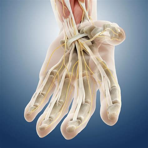 Carpal Tunnel Wrist Anatomy Photograph By Springer Medizin Pixels