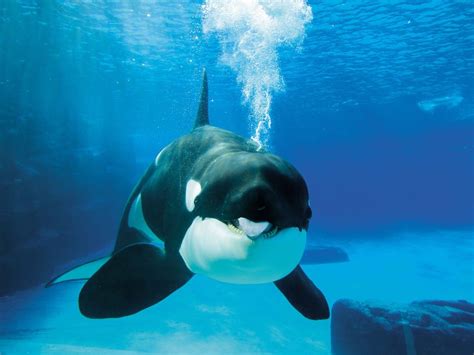 Killer Whale Dies At Marineland After 44 Years In Captivity National Post