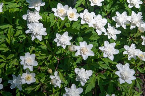 How To Grow And Care For Anemone Windflower Plants