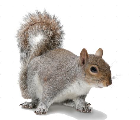 Squirrel Png Image Transparent Background Png Arts