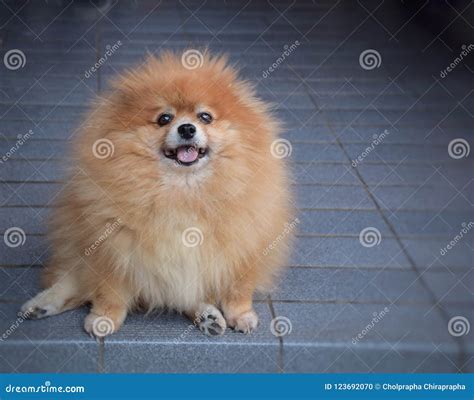 Pomeranian Brown Dog Stock Photo Image Of Beautiful 123692070