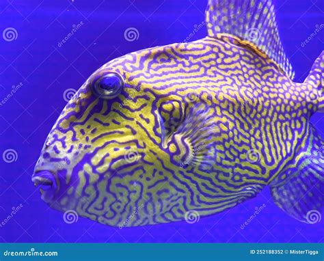 Pseudobalistes Fuscus Common Names Blue Triggerfish Or Rippled