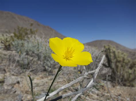 The namaqualand flower season is relatively short: Basic combo: Anza Borrego Flowers 2021 : March 14, 2019 ...
