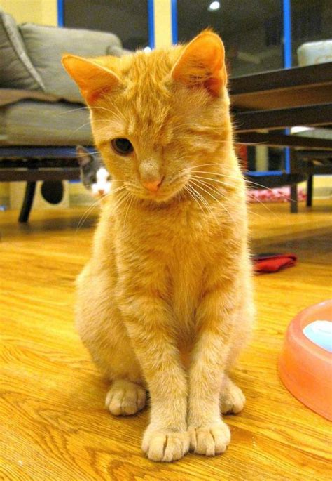 We've done experiments with cat owners and he's a larger cat than normal but now he's a lean, large cat. Paw Print: Young orange tabby wants a normal life | NJ.com