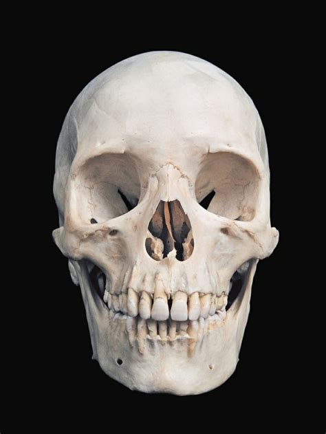 102 Best Skeleton Skull Bones Human Images On Pinterest Bones