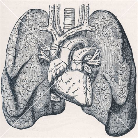 Human Anatomy Printable Art Heart And Lung Print Medical Illustration