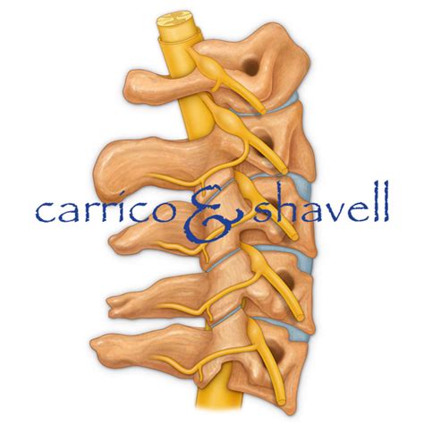 Cervical Spine And Nerves Medical Stock Art